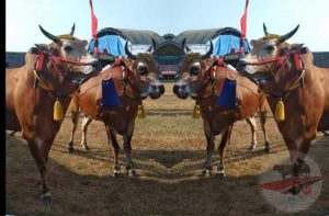 Sapi Jet Matic Sebelum Bertanding Di Arena