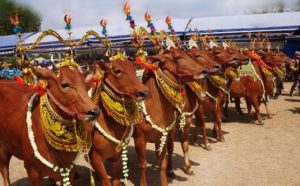 Sapi Tercntik 2010