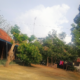 Rumah Tanean Lanjeng Di Daerah Omben Sampang