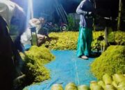 Petani Tembakau Madura Tetap Setia Dengan Alat Perajang Tembakau Tradisional