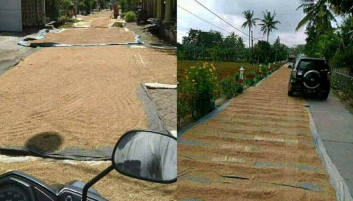 Harga Gabah Di Kabupaten Sampang Melonjak Tajam Selama Musim Kemarau