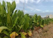 Panas Musim Kemarau: Berkualitasnya Tembakau Dan Kesuksesan Petani Sampang