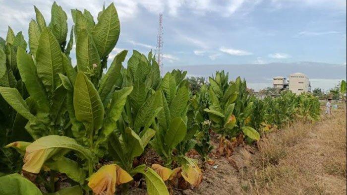 Panas Musim Kemarau: Berkualitasnya Tembakau Dan Kesuksesan Petani Sampang