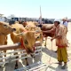 Pedagang Menjajakan Sapi Di Pasar Aeng Sareh, Kecamatan Kota Sampang. Foto By Radar Madura