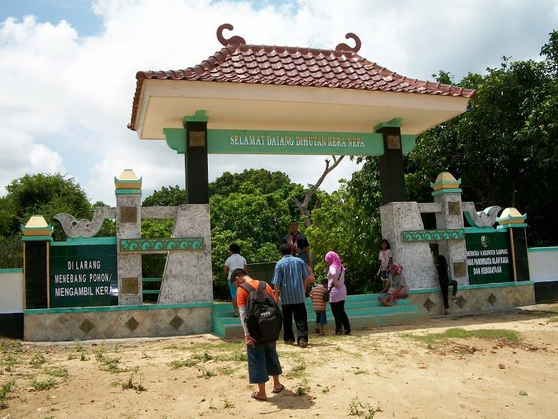 Wisata Hutan Kera Nepa 1 wisatawan saat memasuki wisata hutan kera nepa