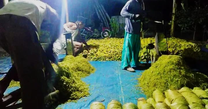 Petani Tembakau Madura Tetap Setia dengan Alat Perajang Tembakau Tradisional 1 Salah satu petani tembakau di Desa Panyirangan Kecamatan Pangarengan, Sampang,