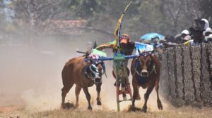 Sapi Kerap Milik Prabu Sakti Dan Door To Door Berduet Di Kejuaraan Karaoan Sapi Di Sampang.