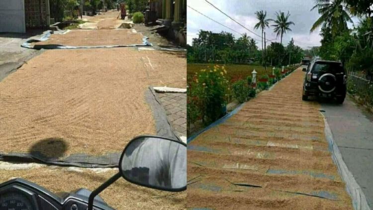 Harga Gabah di Kabupaten Sampang Melonjak Tajam Selama Musim Kemarau 1 Gabah saat di jemur petani