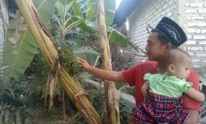 Pohon Pisang Unik Milik Sahidi, Warga Sampang, Madura (Foto: Diwan Mohammad Zahri/Mpi)