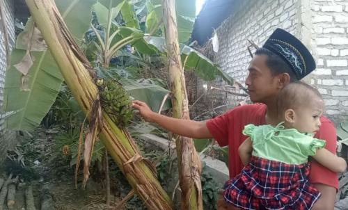 Pohon Pisang Unik Tumbuh di Desa Torjunan, Robatal Sampang 1 Pohon pisang unik milik Sahidi, warga Sampang, Madura (Foto: Diwan Mohammad Zahri/MPI)